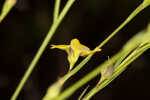 Florida yellow flax